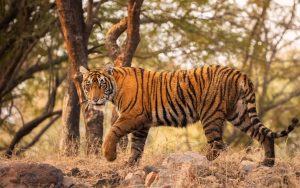 Safari Booking Dudhwa National Park Booking