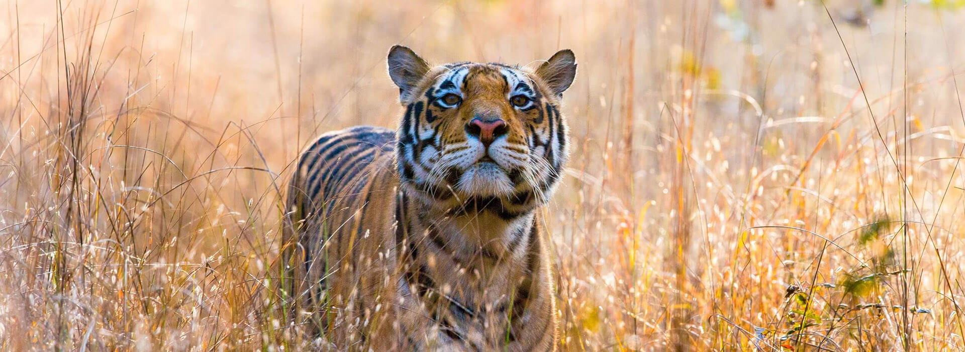 Dudhwa National Park Royal Bengol Tiger