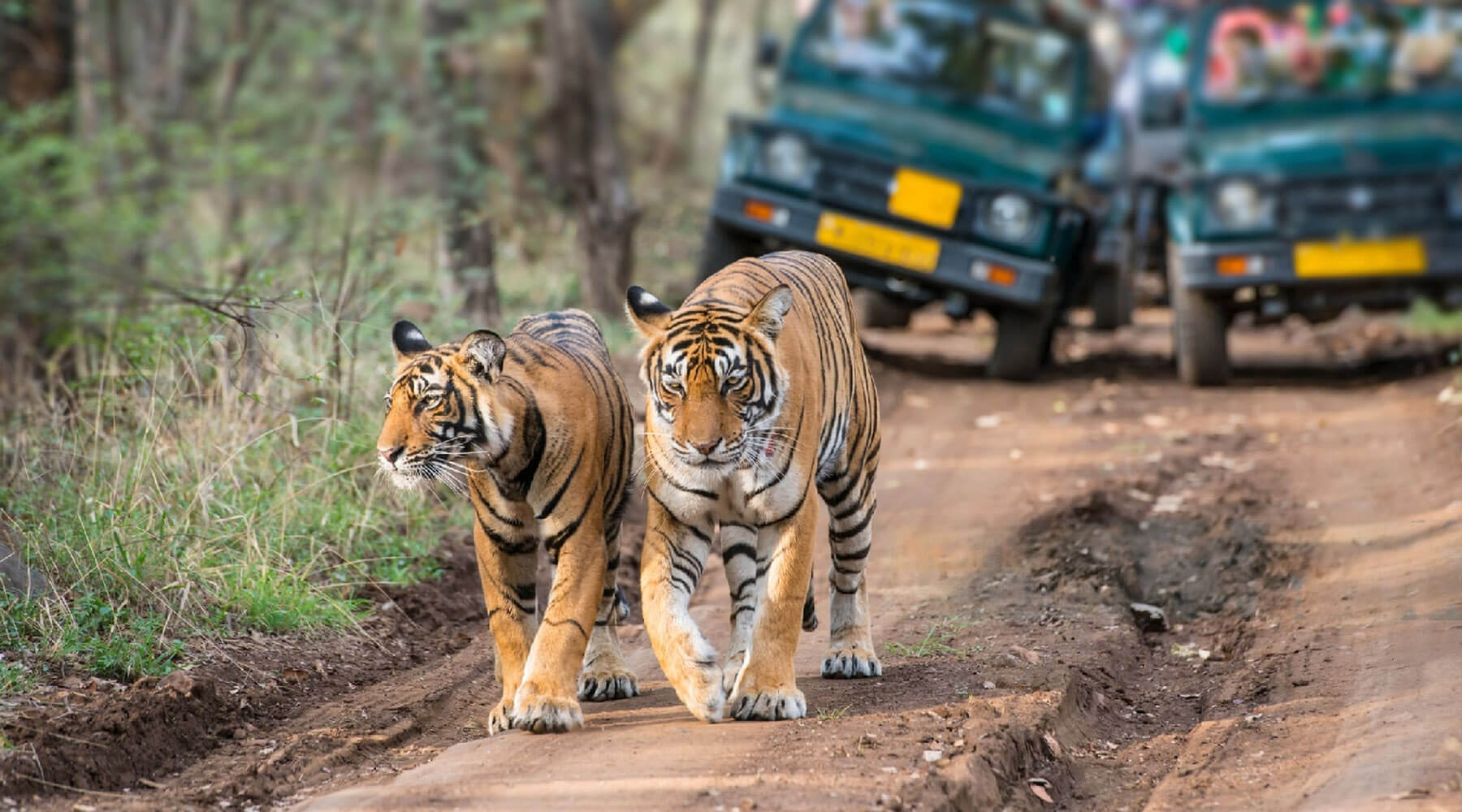 Pilibhit Tiger Reserve